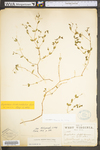 Chamaesyce vermiculata