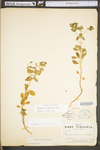 Euphorbia commutata