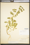 Euphorbia commutata