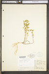 Euphorbia commutata