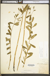 Euphorbia corollata