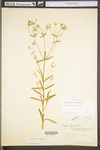 Euphorbia corollata