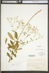 Euphorbia corollata