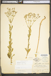 Euphorbia corollata