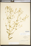 Euphorbia corollata