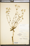Euphorbia corollata