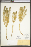 Euphorbia cyparissias