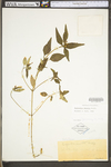 Euphorbia dentata var. dentata
