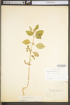 Euphorbia dentata var. dentata
