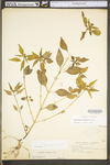 Euphorbia dentata var. dentata