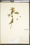 Euphorbia lathyris