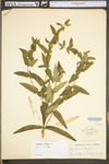 Euphorbia lathyris
