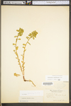 Euphorbia spathulata