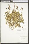 Phyllanthus caroliniensis ssp. caroliniensis