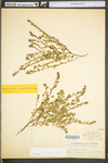 Phyllanthus caroliniensis ssp. caroliniensis