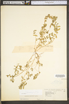 Chamaesyce humistrata