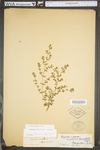 Chamaesyce maculata