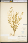 Chamaesyce maculata