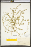 Chamaesyce maculata
