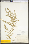 Chamaesyce maculata