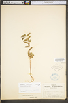 Chamaesyce nutans
