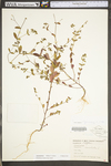 Chamaesyce nutans