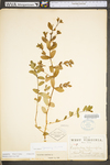 Chamaesyce nutans