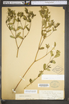Chamaesyce nutans