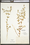 Chamaesyce nutans