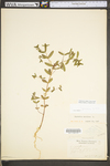 Chamaesyce nutans