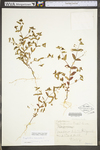 Chamaesyce nutans