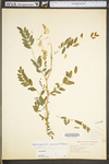 Astragalus canadensis var. canadensis