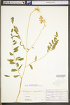 Astragalus canadensis var. canadensis