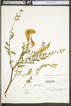 Astragalus canadensis var. canadensis