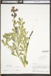 Baptisia australis var. australis