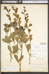 Baptisia australis var. australis