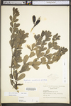 Baptisia australis var. australis