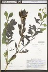 Baptisia australis var. australis