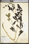 Baptisia australis var. australis