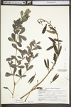 Baptisia australis var. australis