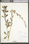 Baptisia australis var. australis