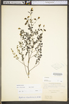 Baptisia tinctoria