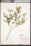 Baptisia tinctoria