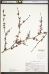 Cercis canadensis var. canadensis