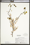 Cercis canadensis var. canadensis