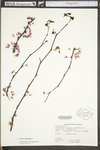 Cercis canadensis var. canadensis