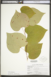 Cercis canadensis var. canadensis