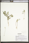 Kummerowia stipulacea