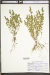 Kummerowia stipulacea