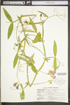 Lathyrus latifolius